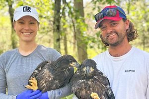 Cornelius Ruhs, Dehnert in Avoca