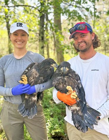 High levels of PFAS found in eaglet blood
