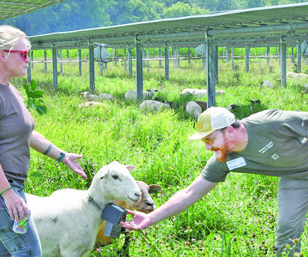CCTF_Marie Raboin and Sameer Kharbush with Goats