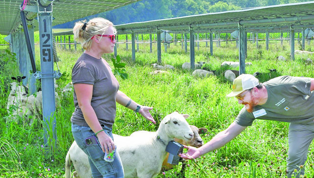 CCTF_Marie Raboin and Sameer Kharbush with Goats