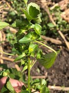 Asian copperleaf (Acalypha australis)