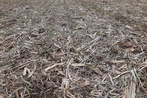 cover crops