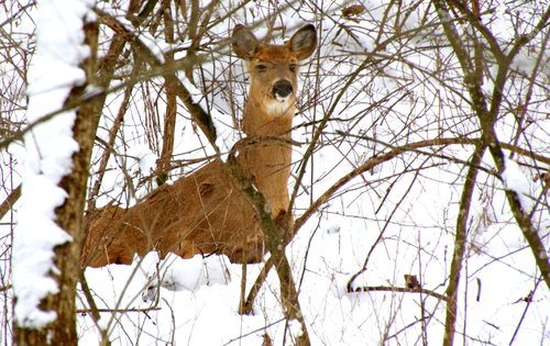 Deer in snow
