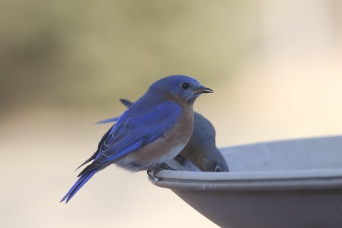 Blue Bird