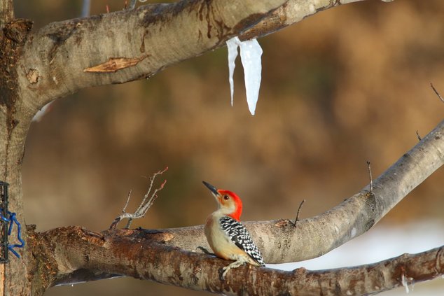 Woodpecker and sapcicle