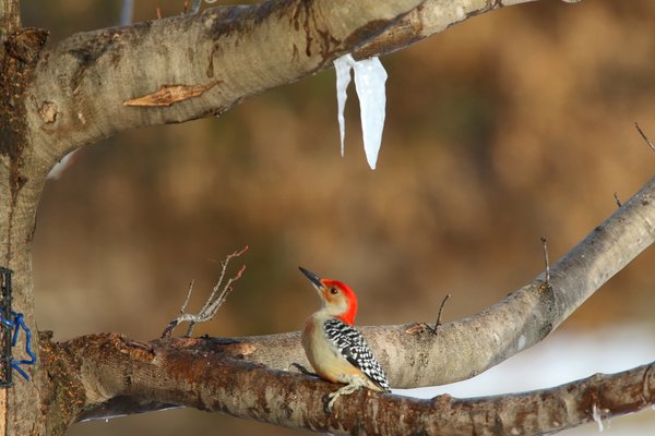 Woodpecker and sapcicle