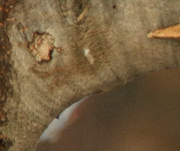 Sending nature’s fondness, cheers