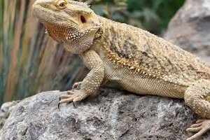 Exotic pet surrender event Feb. 28 in Monroe