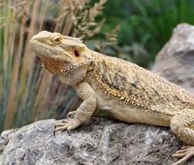 Exotic pet surrender event Feb. 28 in Monroe