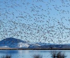 DNR seeking public input on 2026-2030 Migratory Bird Hunting Season Frameworks