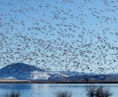DNR seeking public input on 2026-2030 Migratory Bird Hunting Season Frameworks
