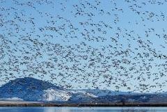 DNR seeking public input on 2026-2030 Migratory Bird Hunting Season Frameworks