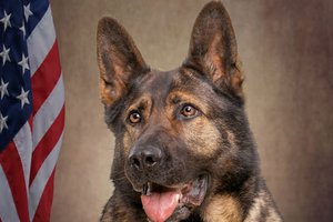 Stephenson Co. K9 officer receives donation for body armor