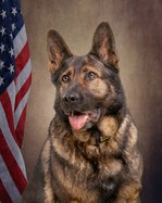 Stephenson Co. K9 officer receives donation for body armor