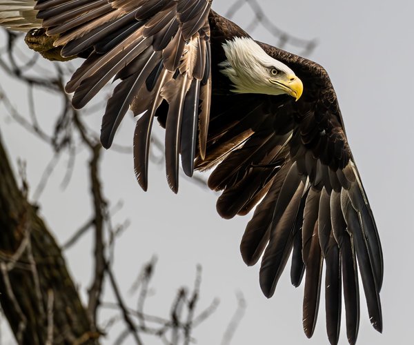 Ferryville eagle day