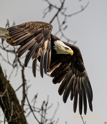 Ferryville eagle day