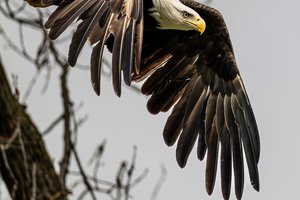 Ferryville eagle day