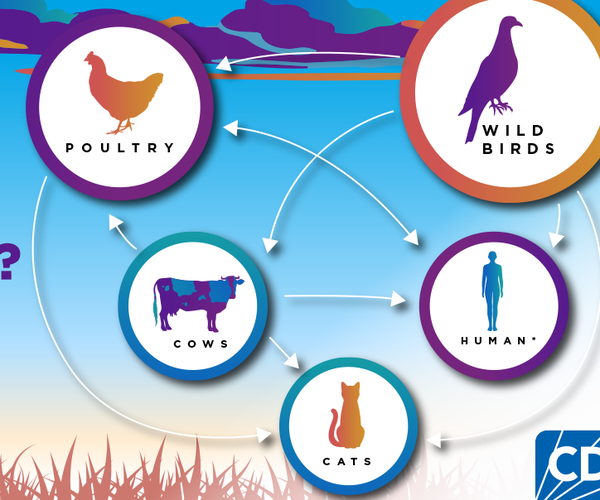 DATCP cancels bird shows amid avian flu outbreak