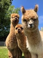 Alpaca