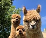 Alpaca