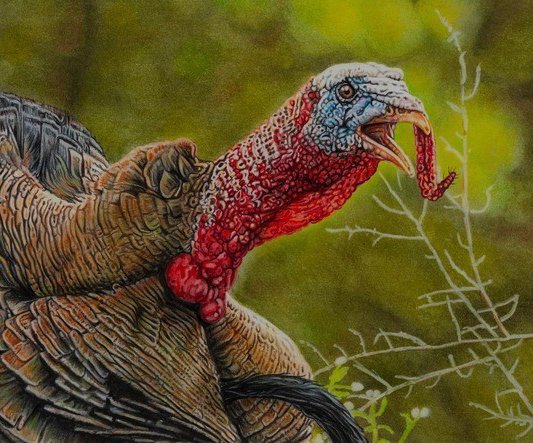 Spring turkey season opens