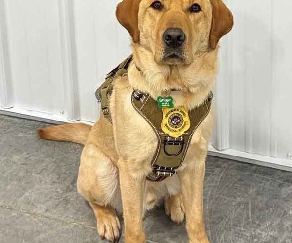 DOJ has new electronic storage detection canine