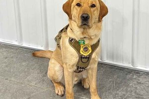 DOJ has new electronic storage detection canine