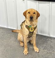 DOJ has new electronic storage detection canine