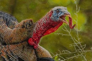 Spring turkey season opens