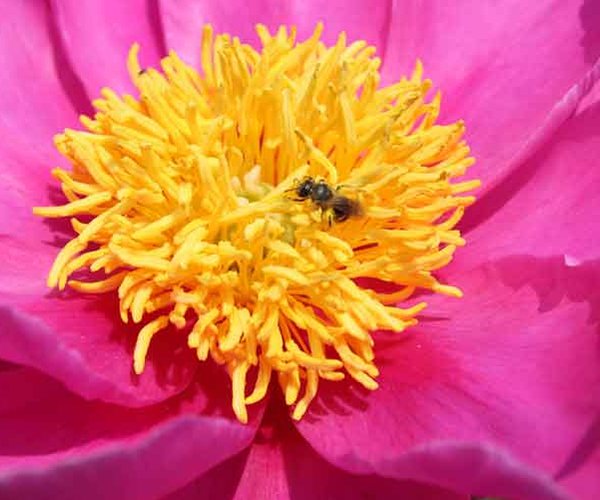 Darlington Garden Club still blooming after 85 years