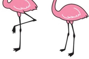 Flamingos