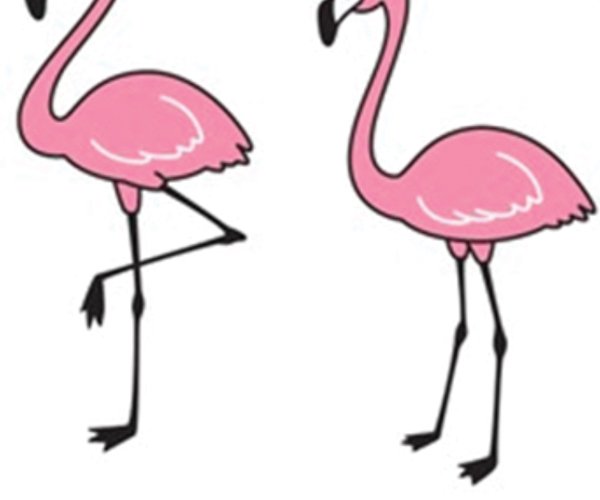 Flamingos