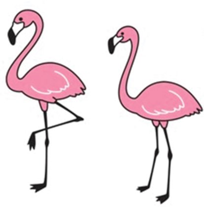 Flamingos