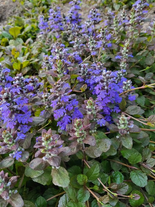 Bugleweed