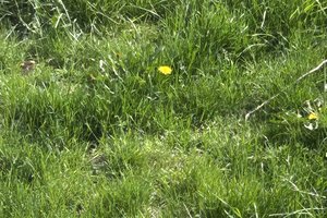 grass