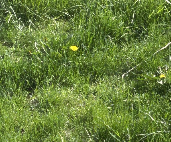 grass