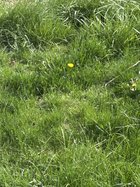 grass