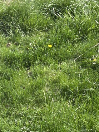grass