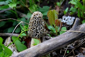 Morel Mushroom