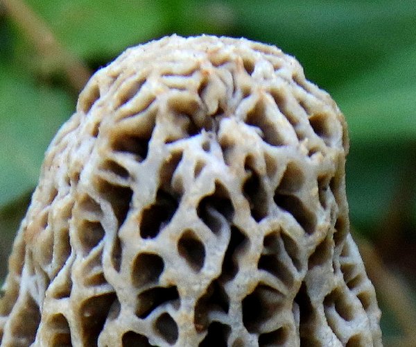 Morel Mushroom
