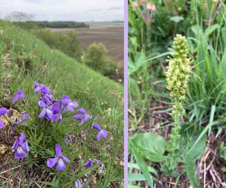 wildflower