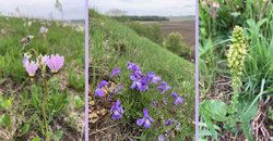 wildflower