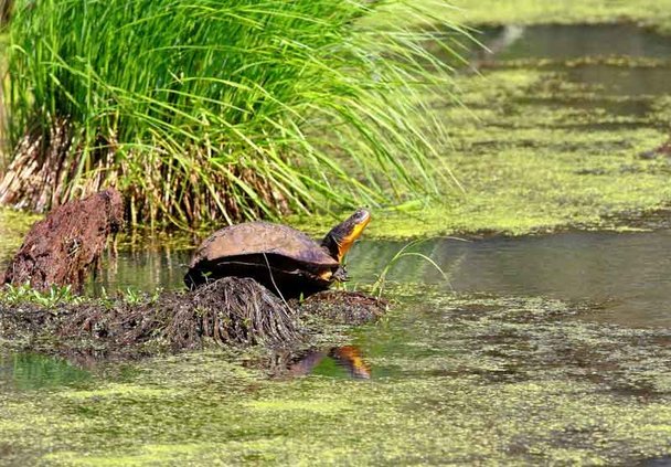 Left: Blanding’s turtle populations are larger than a decade ago. Right: A gray squirrel eats elm seeds among twigs with fruits and leaves attached.