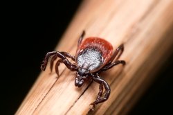 tick