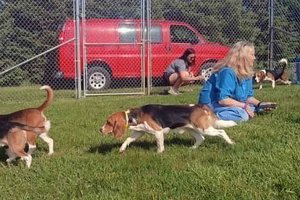 Beagles taste freedom at GCHS