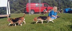 Beagles taste freedom at GCHS