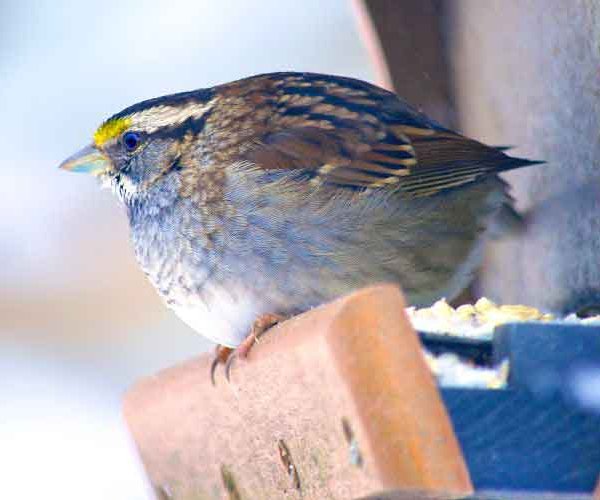 bird