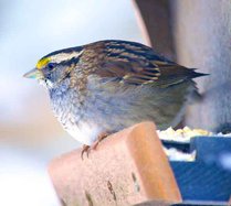 bird