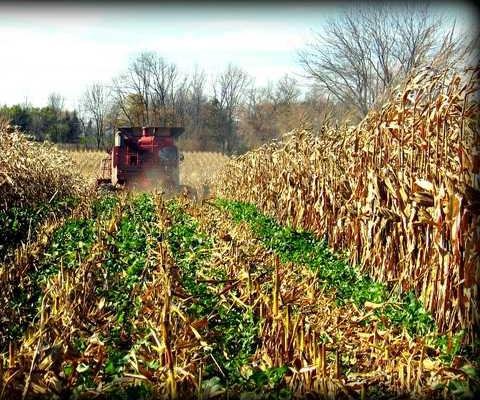 cover crops