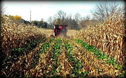 cover crops